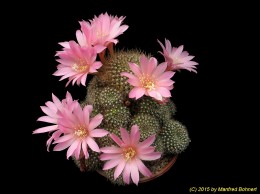 Rebutia karuisiana 1189